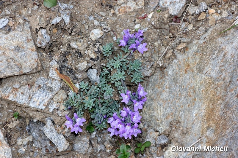 Linaria alpina